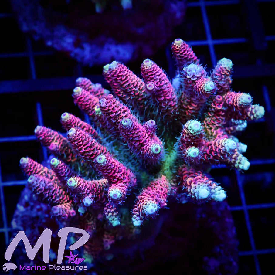 Hot Pink Acropora Millepora Coral (Colony)