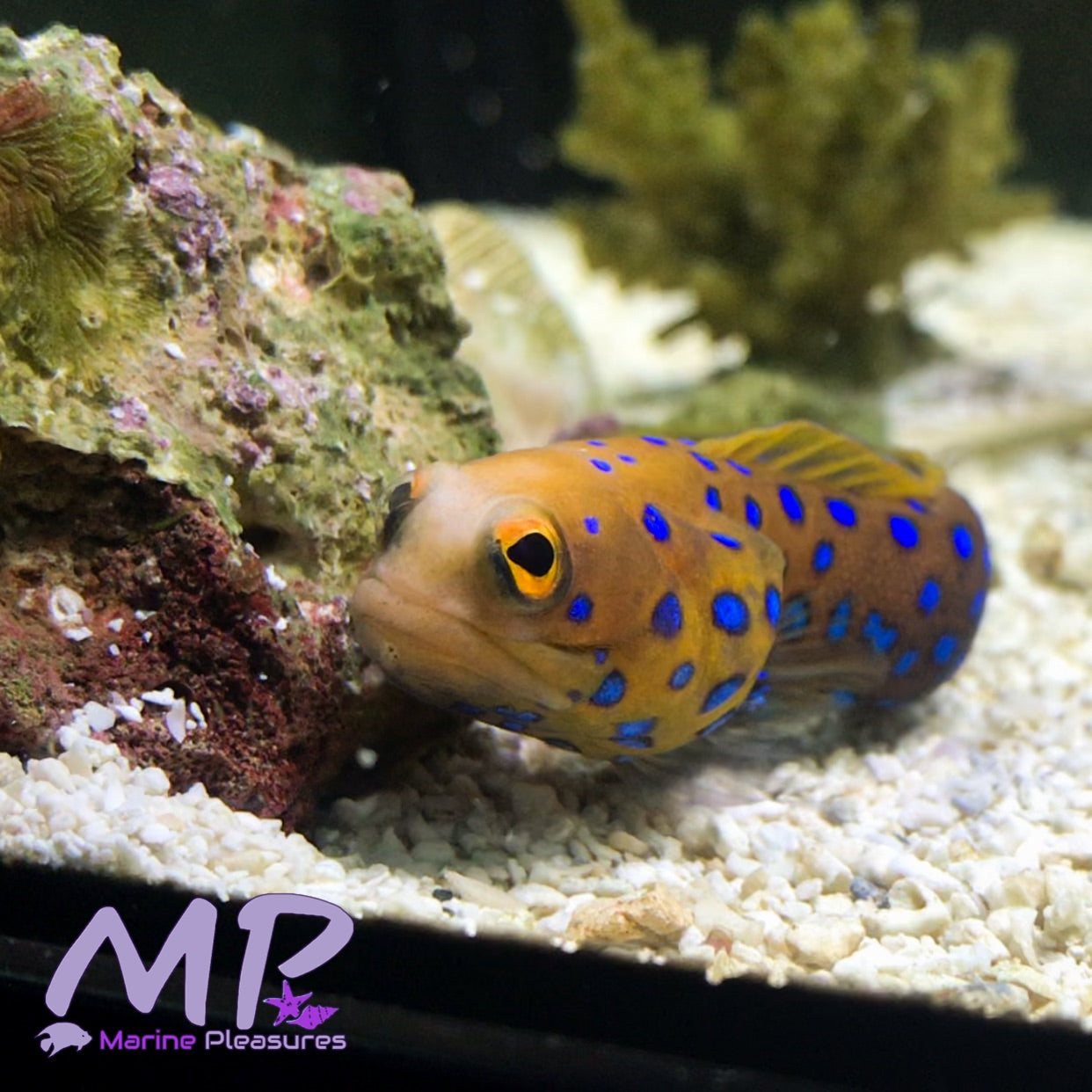 Bluespotted Jawfish
