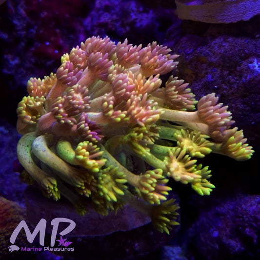 Black Speckled Ultra Rainbow Goniopora Coral (Show Piece)
