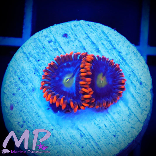 The Haunted House Zoanthids (1-2 Polyps)