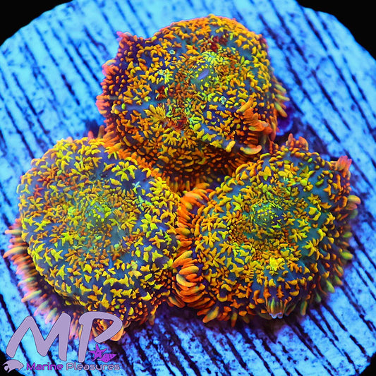 Rainobw Rhodactis Mushroom Coral