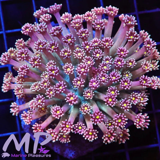 Yellow Eye Rainbow Goniopora - (Colony)