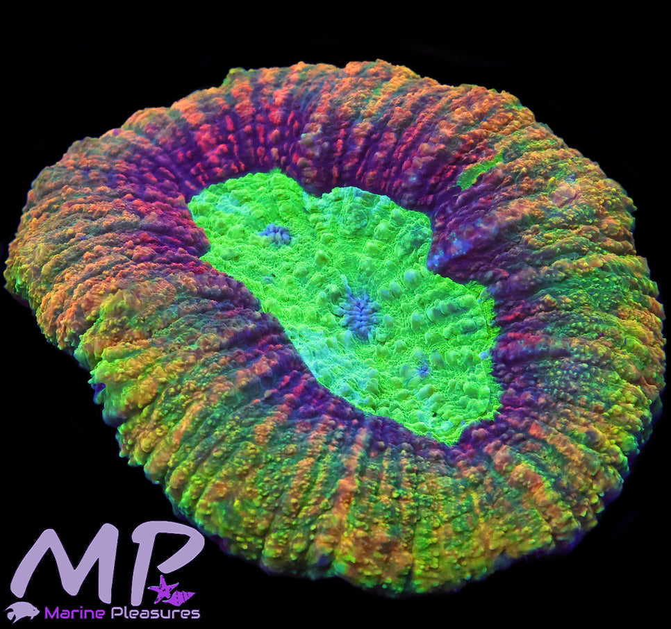 Insane Rainbow Symphyllia Coral (Colony)