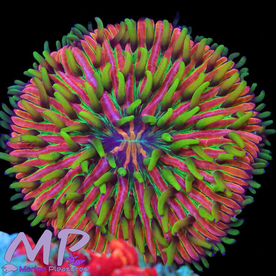 2.5" Funky Monster Ultra Fungia Plate Coral