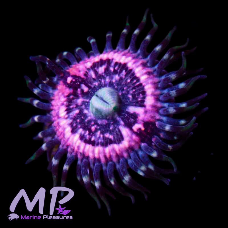 Pink Zippers Zoanthids