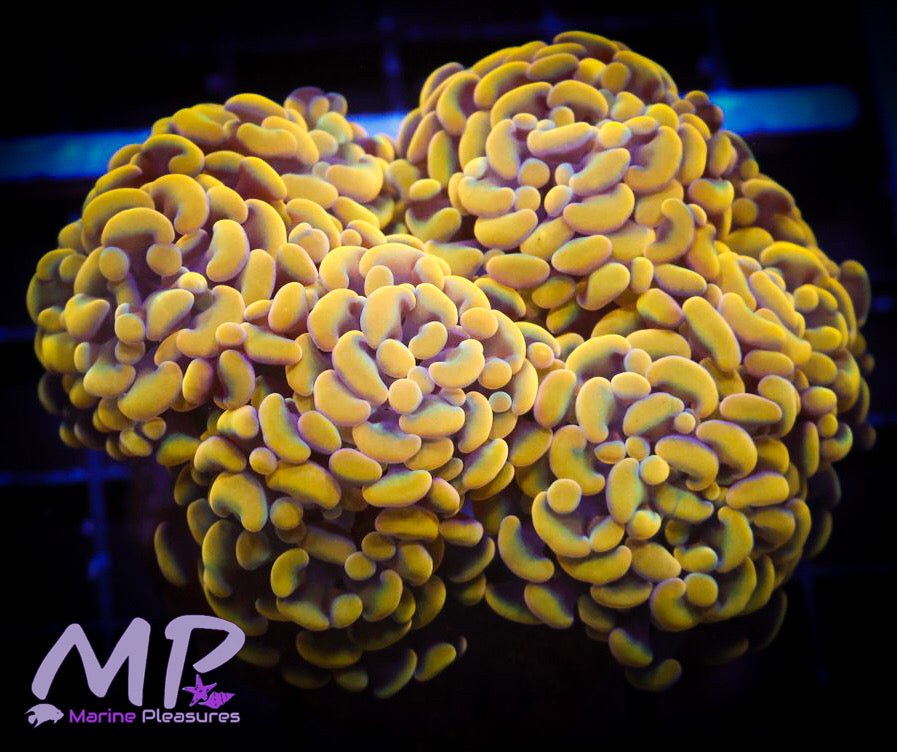 Orange Branching Hammer Coral - (Colony)