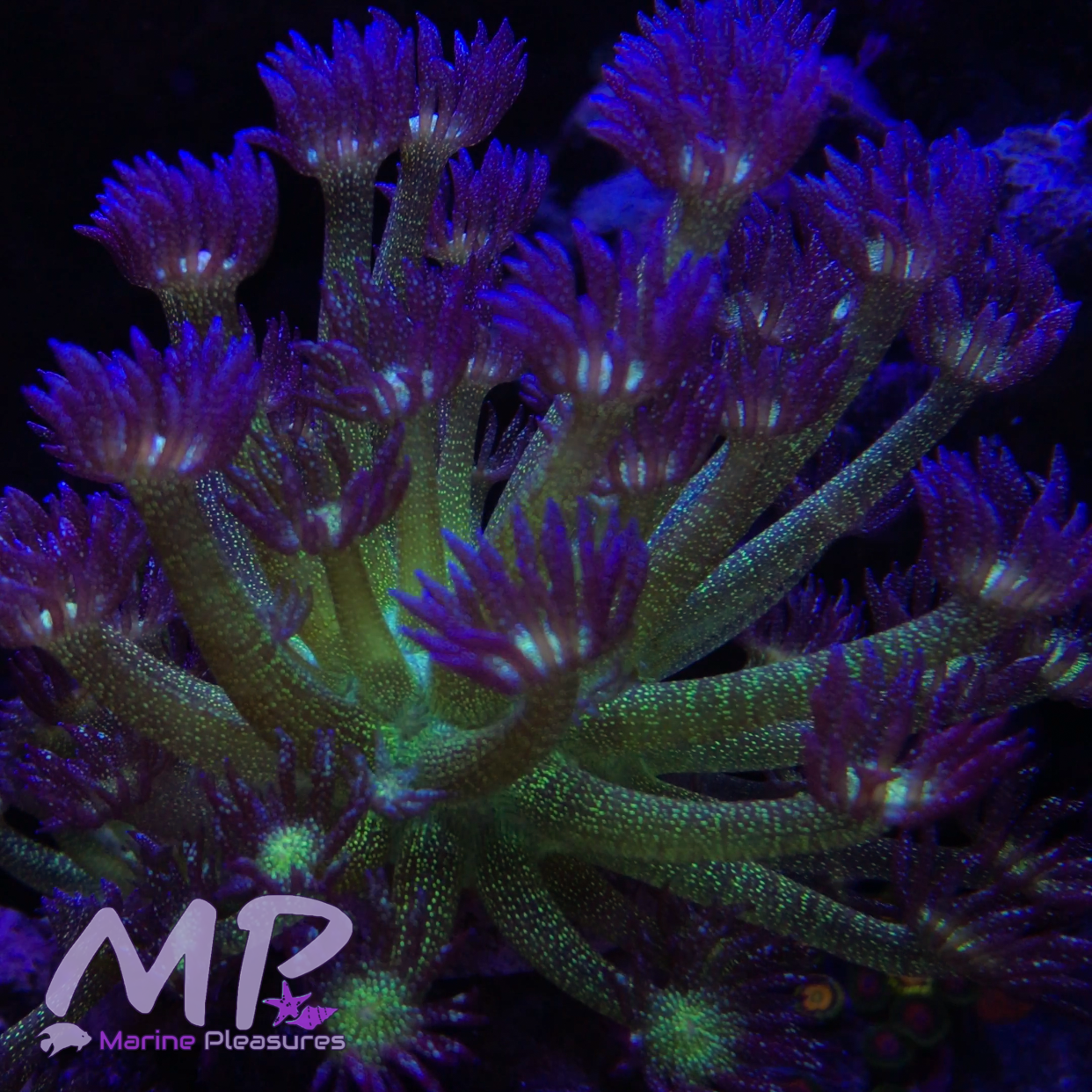 MP- Glitter Bomb Goniopora Coral - (Show Size)