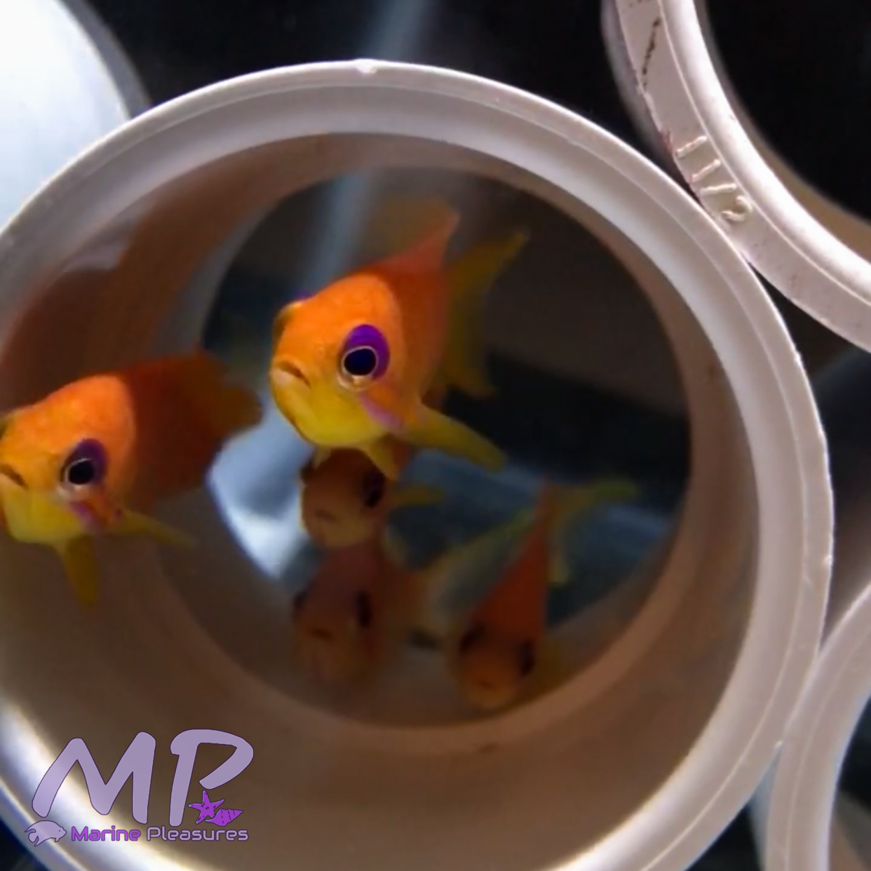 2" Blue Eye Lyretail Anthias - (School of 5 Females)