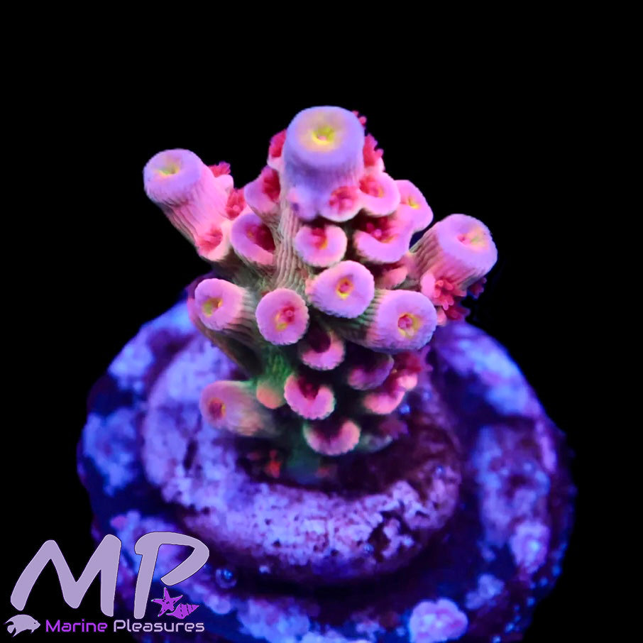 Princess Peach Rainbow Tenuis Acropora (Cotton Candy)