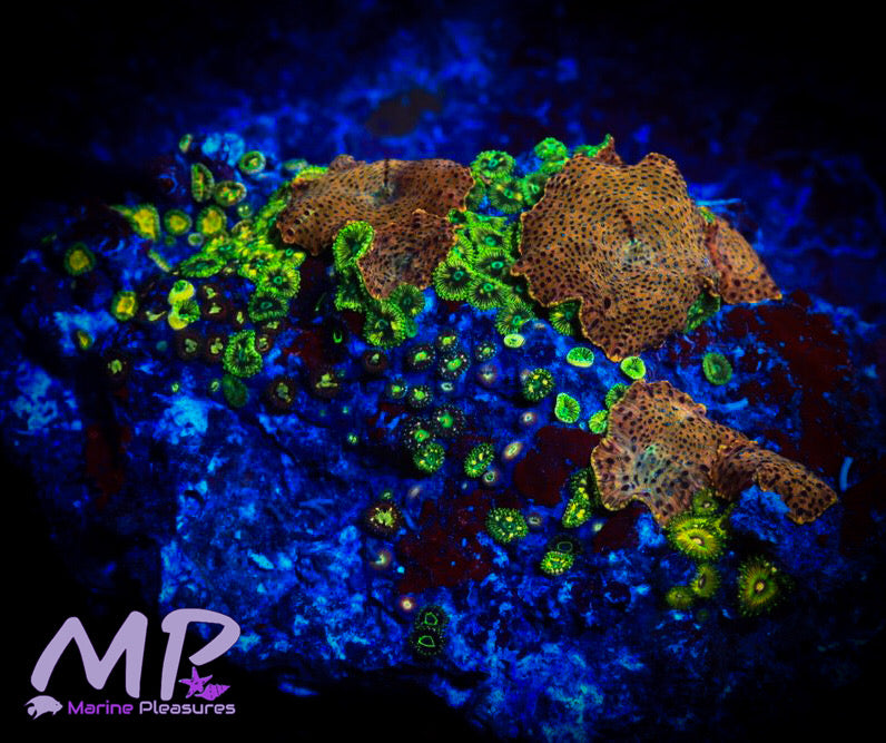 Leopard Discosoma Mushroom Coral