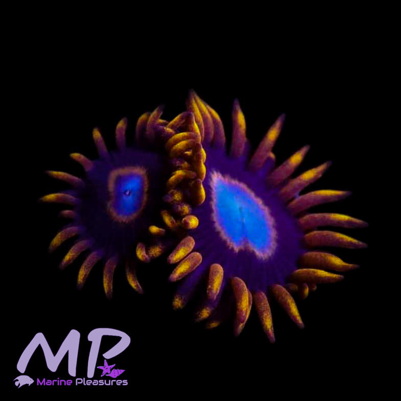 Rainbow Hornets Zoa - (1-2 Polyps)