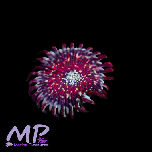 Raising Sun Zoanthids - (1-2 Polyp)