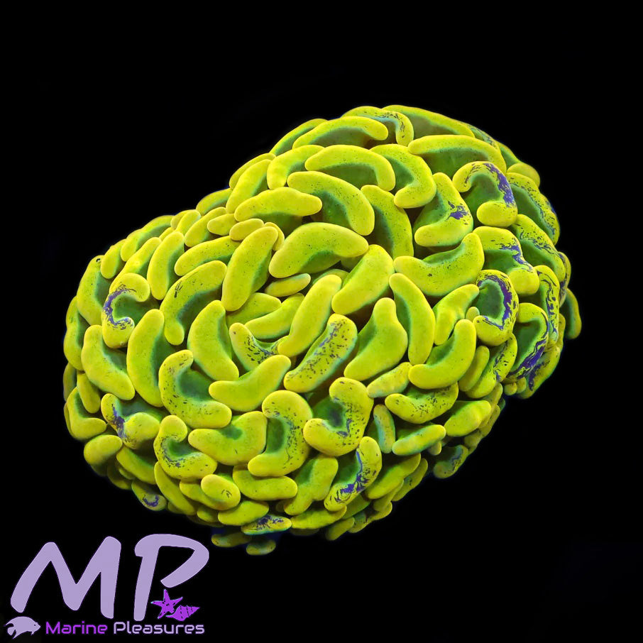 Aussie Yellow Splatter Ultra Hammer Coral