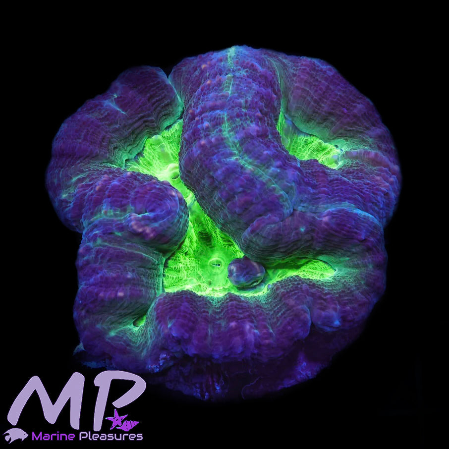 Toxic Purple Lobophyllia Coral