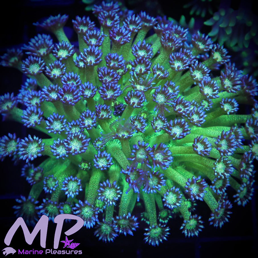 Glitter Bomb Goniopora Coral - (Colony)