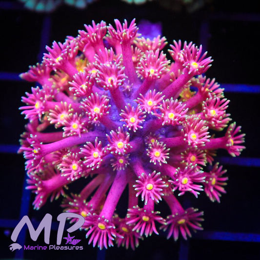 Candy Land Goniopora Coral - (Cut to Order)