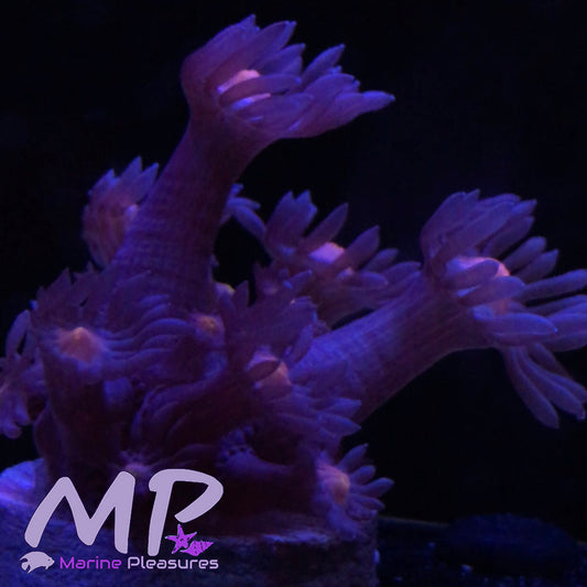Blue Rose Goniopora Coral (Cut to Order)