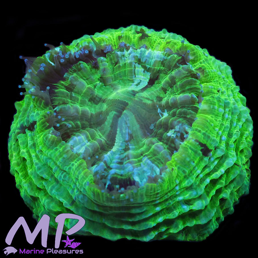 2.5" Neon Goo Acanthophyllia Coral