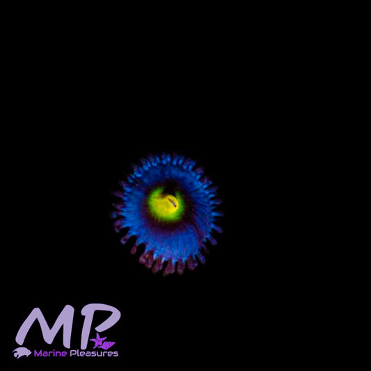 WWC AOI Zoa - (1 Polyp)