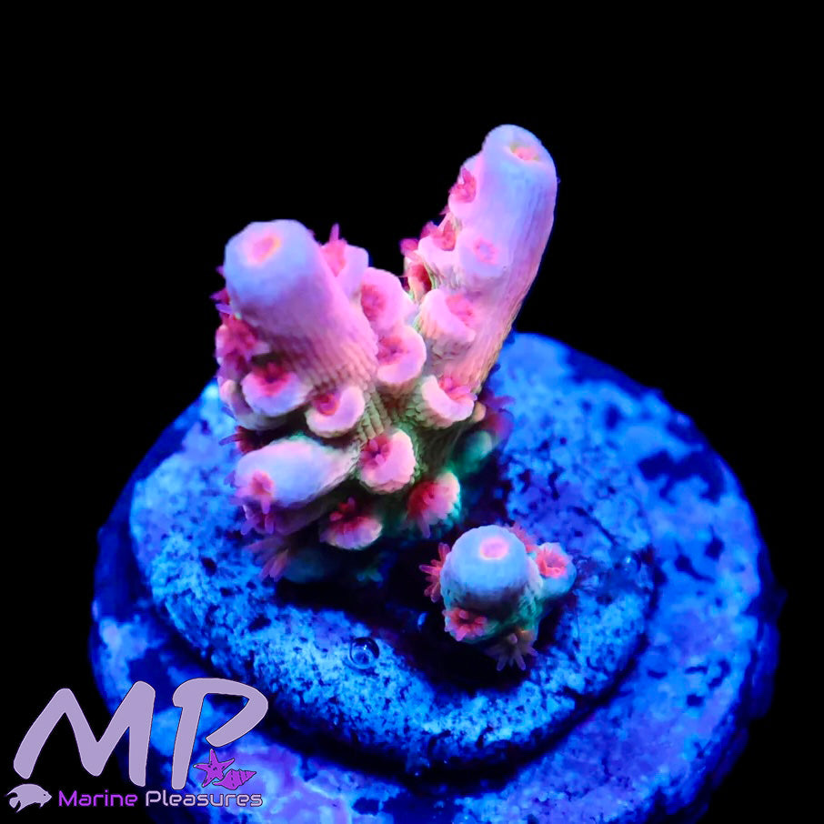 Princess Peach Rainbow Tenuis Acropora (Cotton Candy)