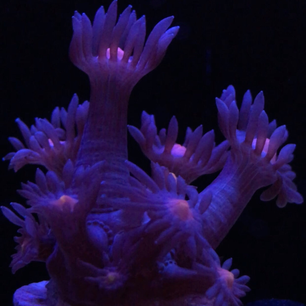 Blue Rose Goniopora Coral (Cut to Order)