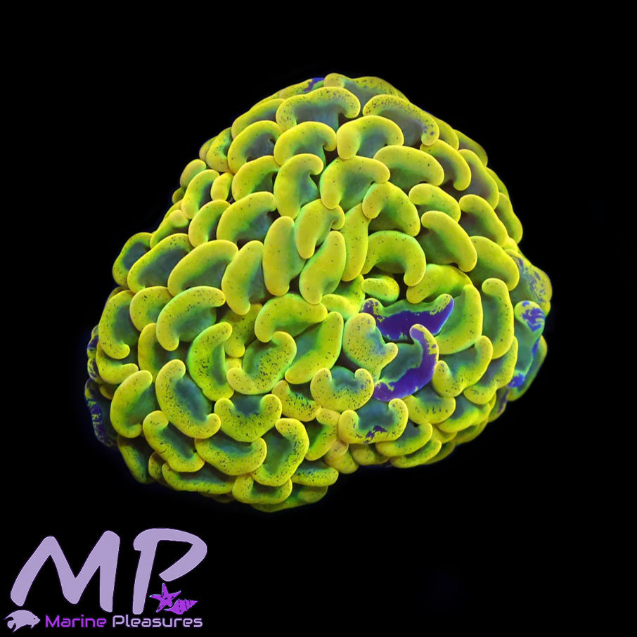 Gold Splatter Ultra Hammer Coral