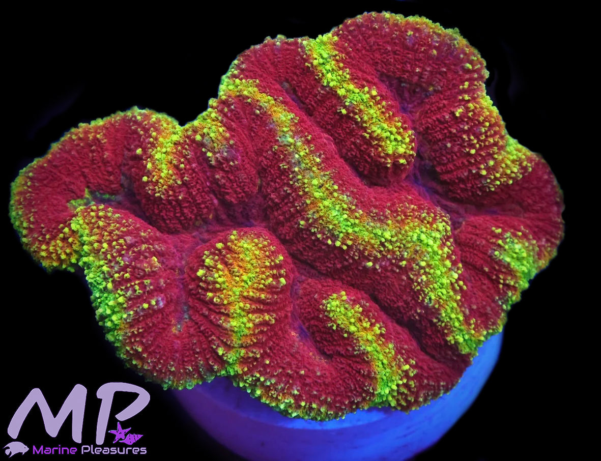Ultra Rainbow Lava Symphyllia Coral