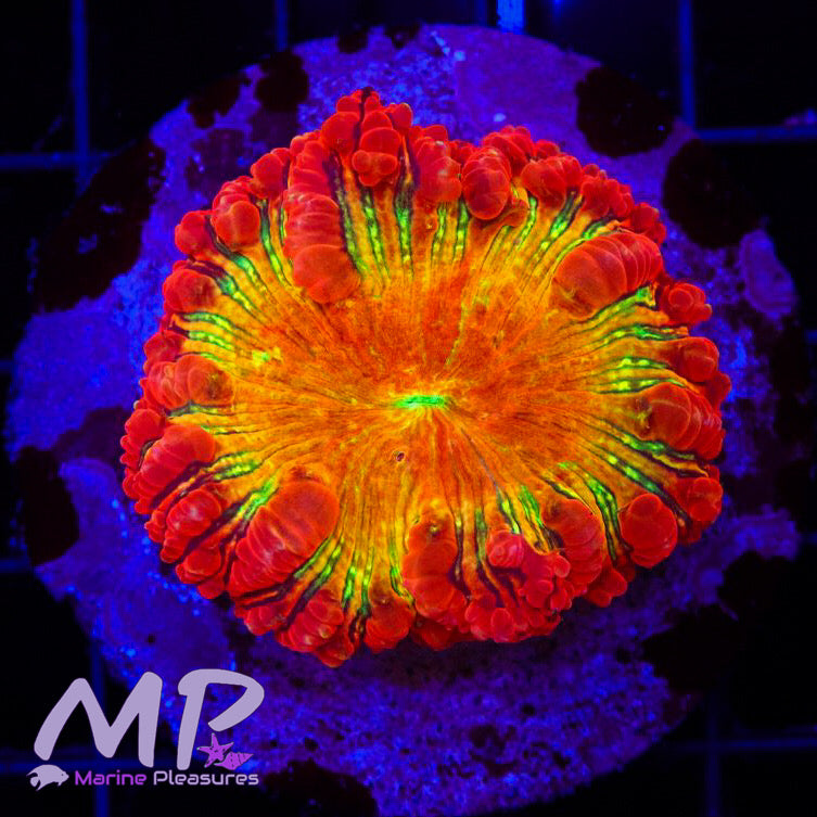 Solar Flare Ultra Blstomussa Coral
