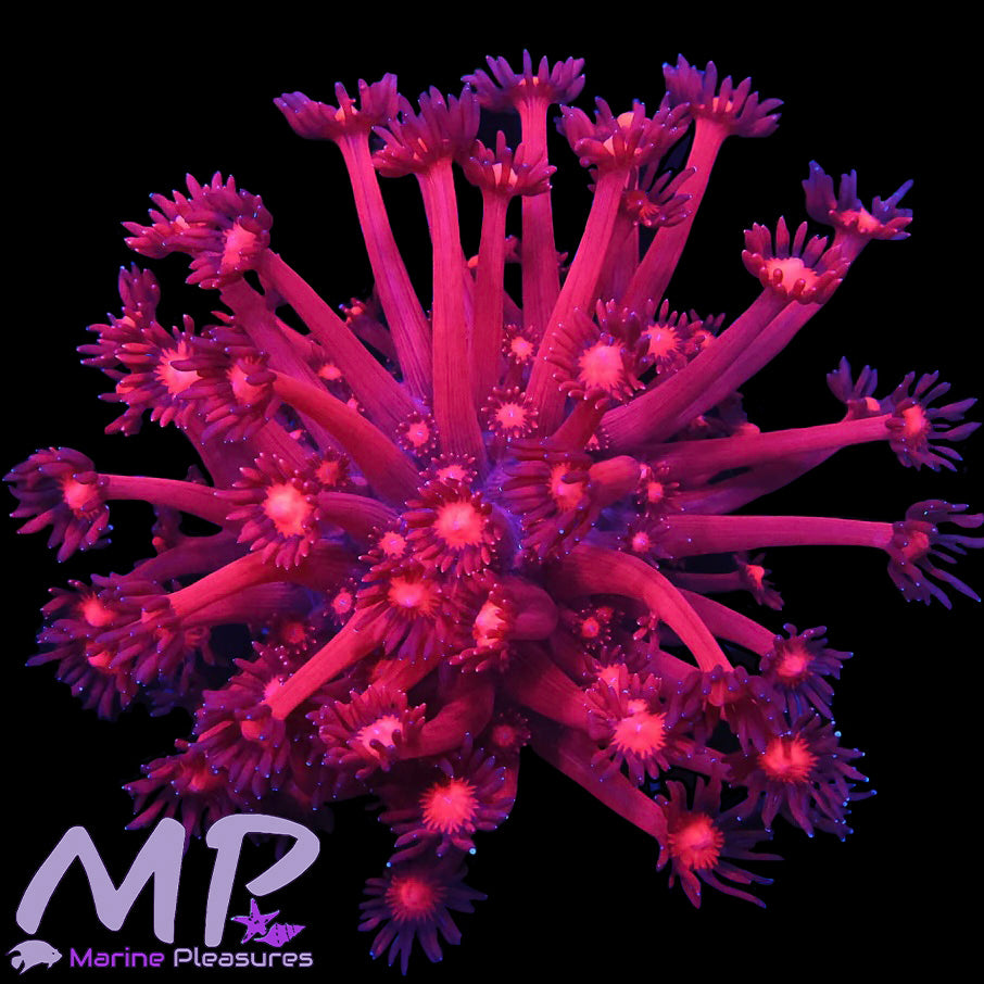 Cherry Blossom Goniopora Coral