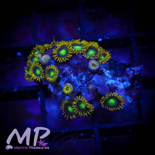 Aussie Dragon Eye Ultra Zoanthids - (Colony)
