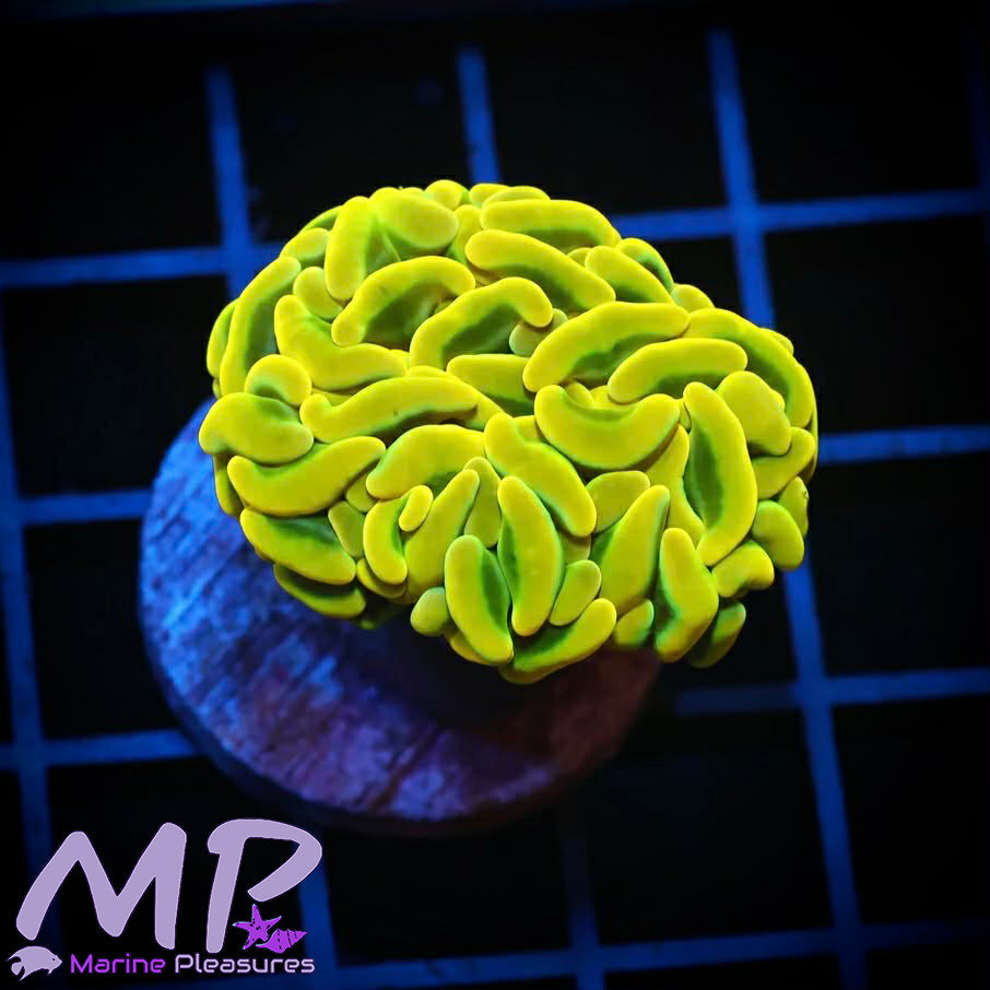 Aussie True Yellow Ultra Hammer Coral