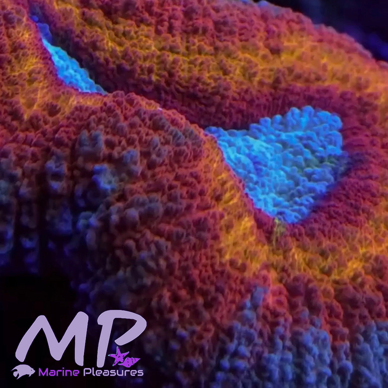 2" Rainbow Ultra Lobophyllia