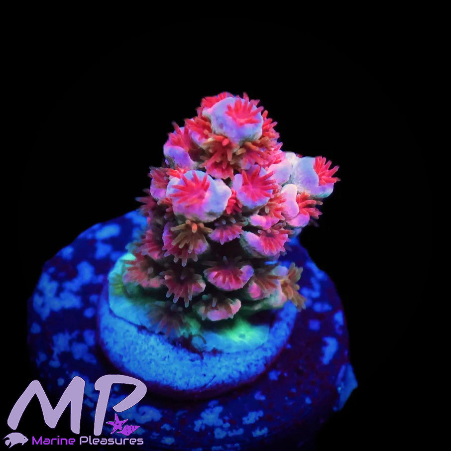 Angry Birds Acropora Coral