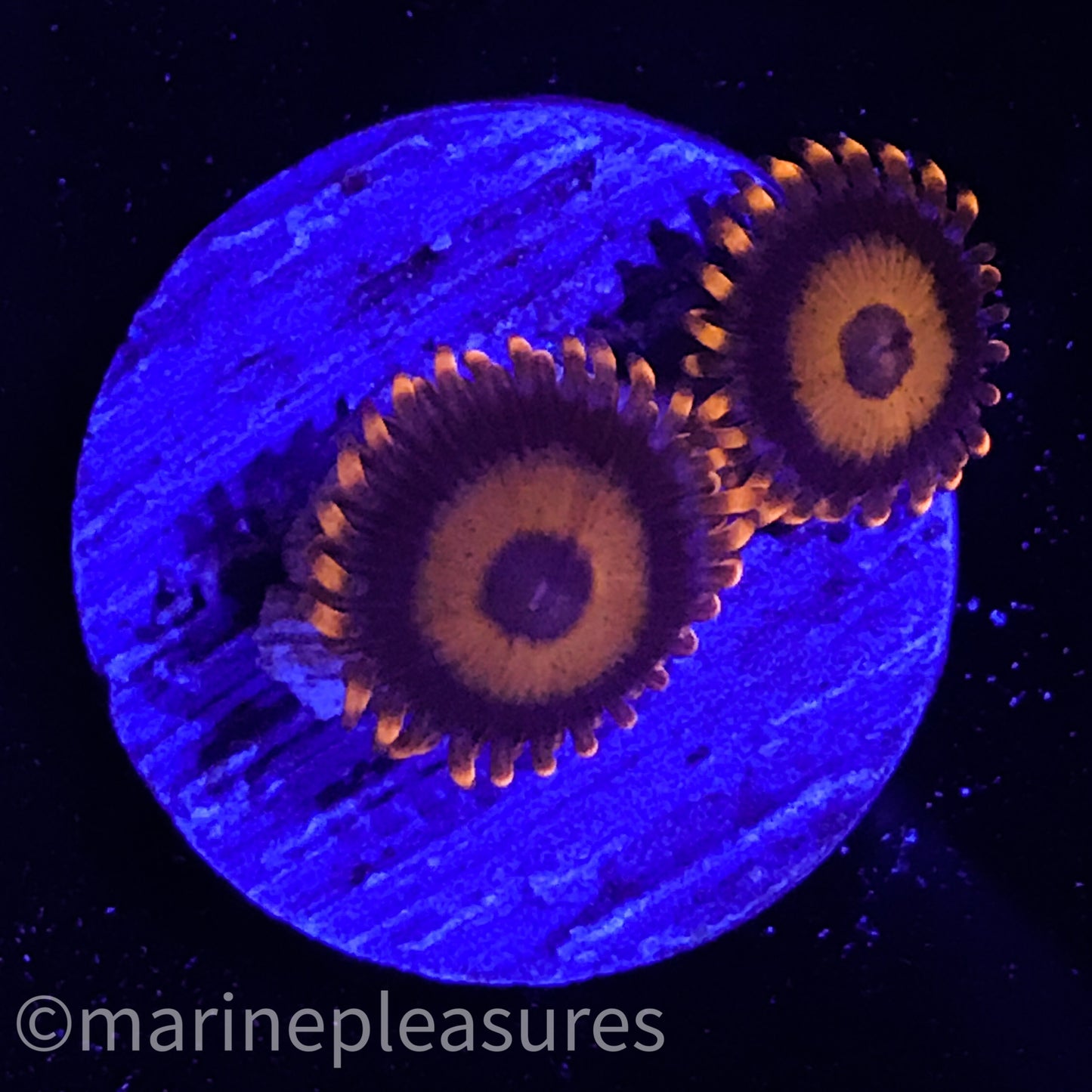 Orange Oxides Zoanthids - (2 Polyps)
