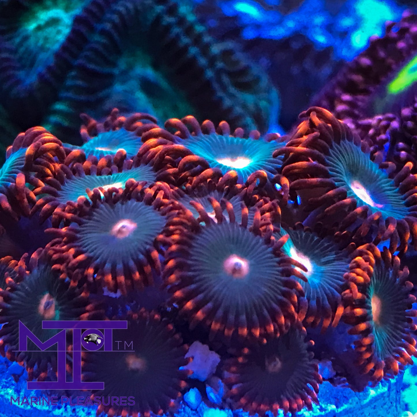 Gatorades Zoanthids - (Mini Colony)