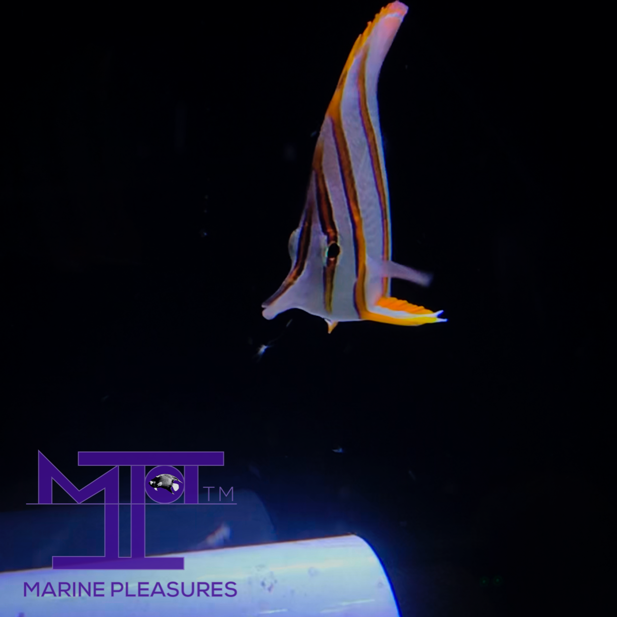 2" Copperband Butterflyfish