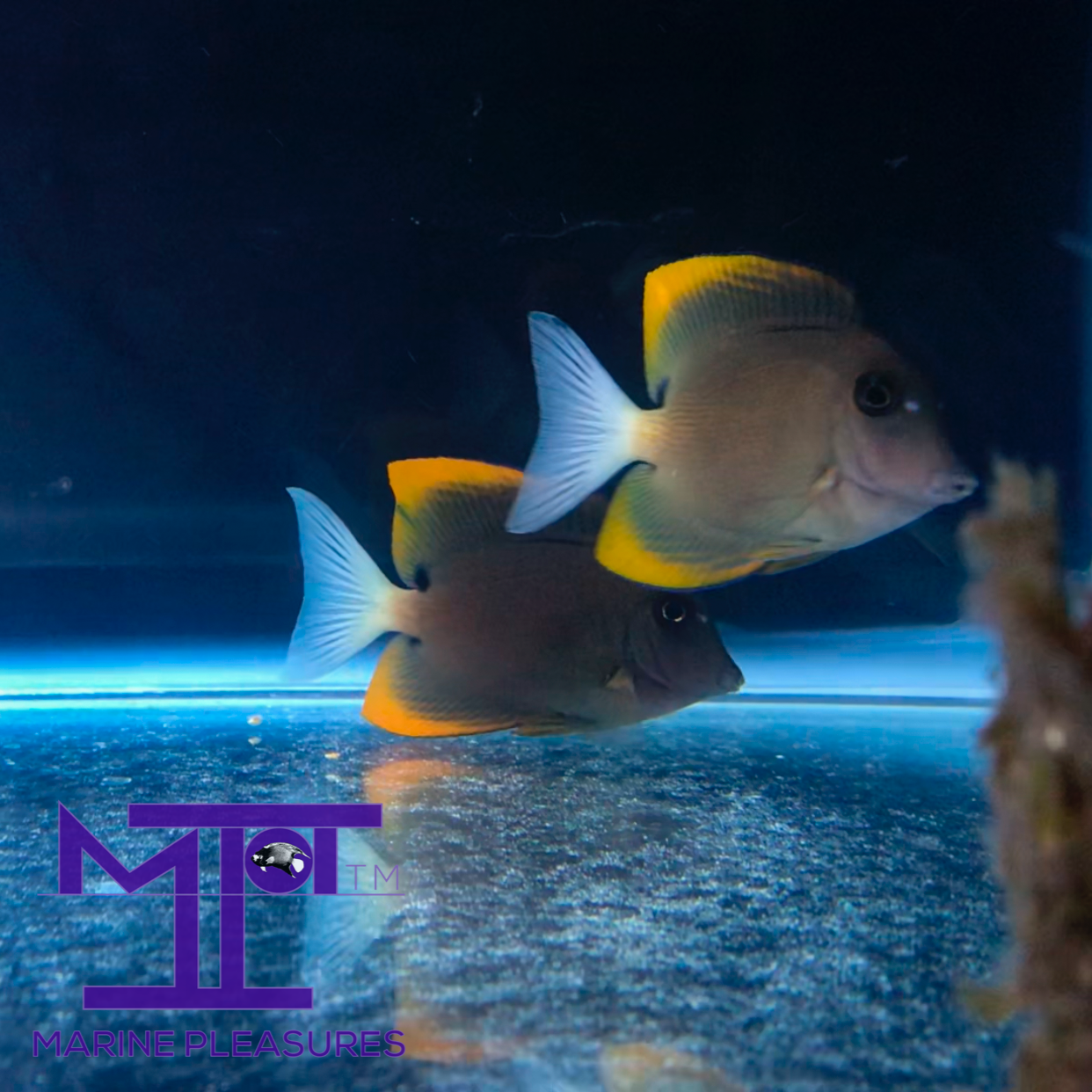 1.5" Tiny Flame Fin Tomini Tang - (Pair)