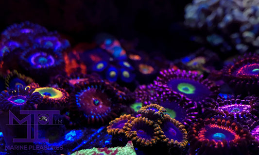 Zoanthids Softie Garden