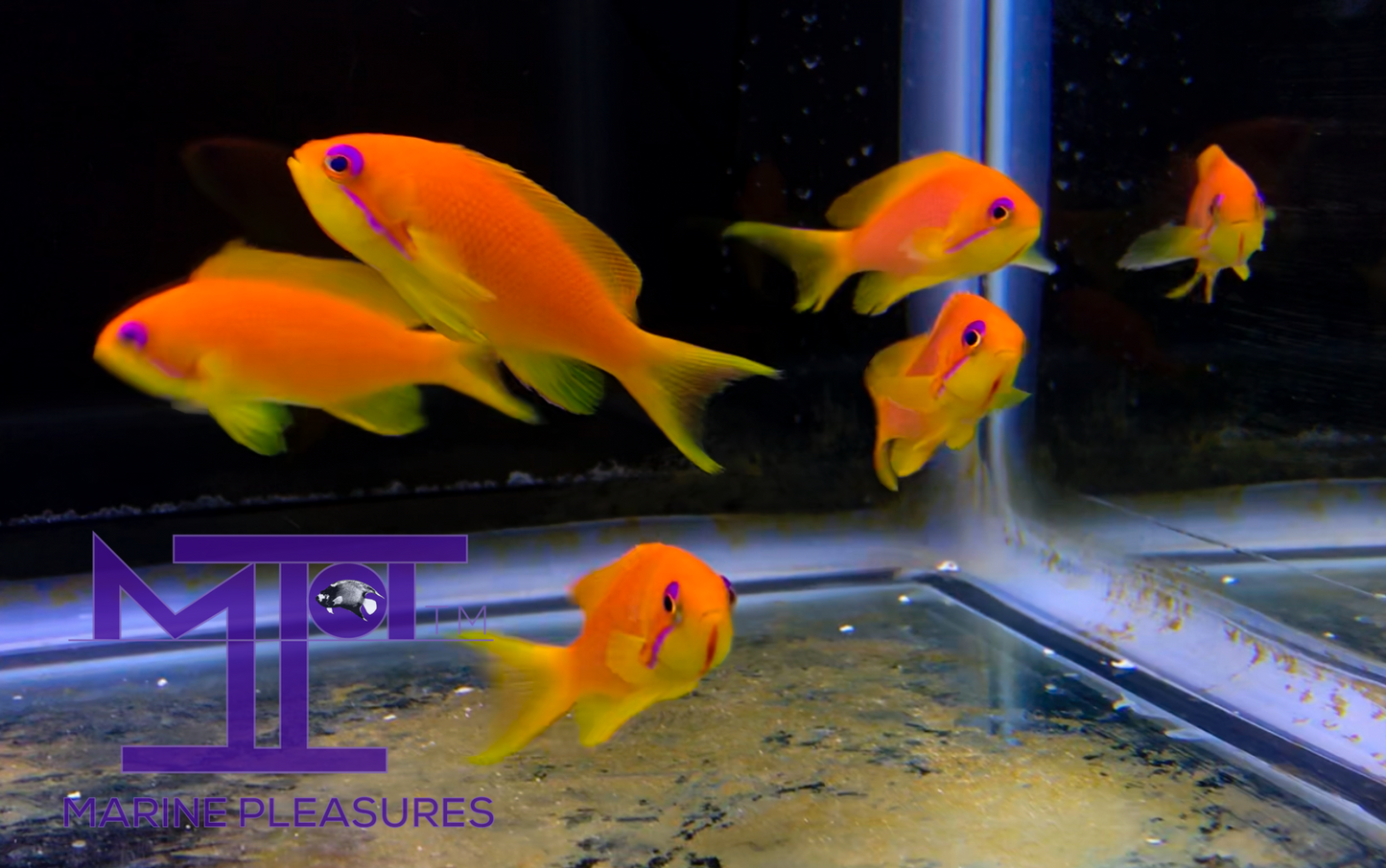Blue Eye Lyretail Anthias - (School of 5 Females)