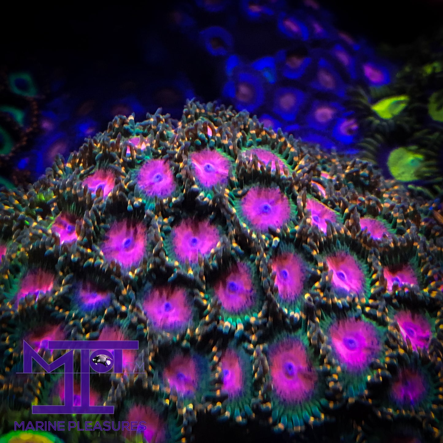Awesome Blossom Zoanthids - (1-2 Polyps)