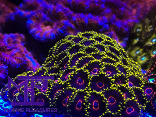 WWC Evil Hearts Zoanthids - (5-6 Polyps)