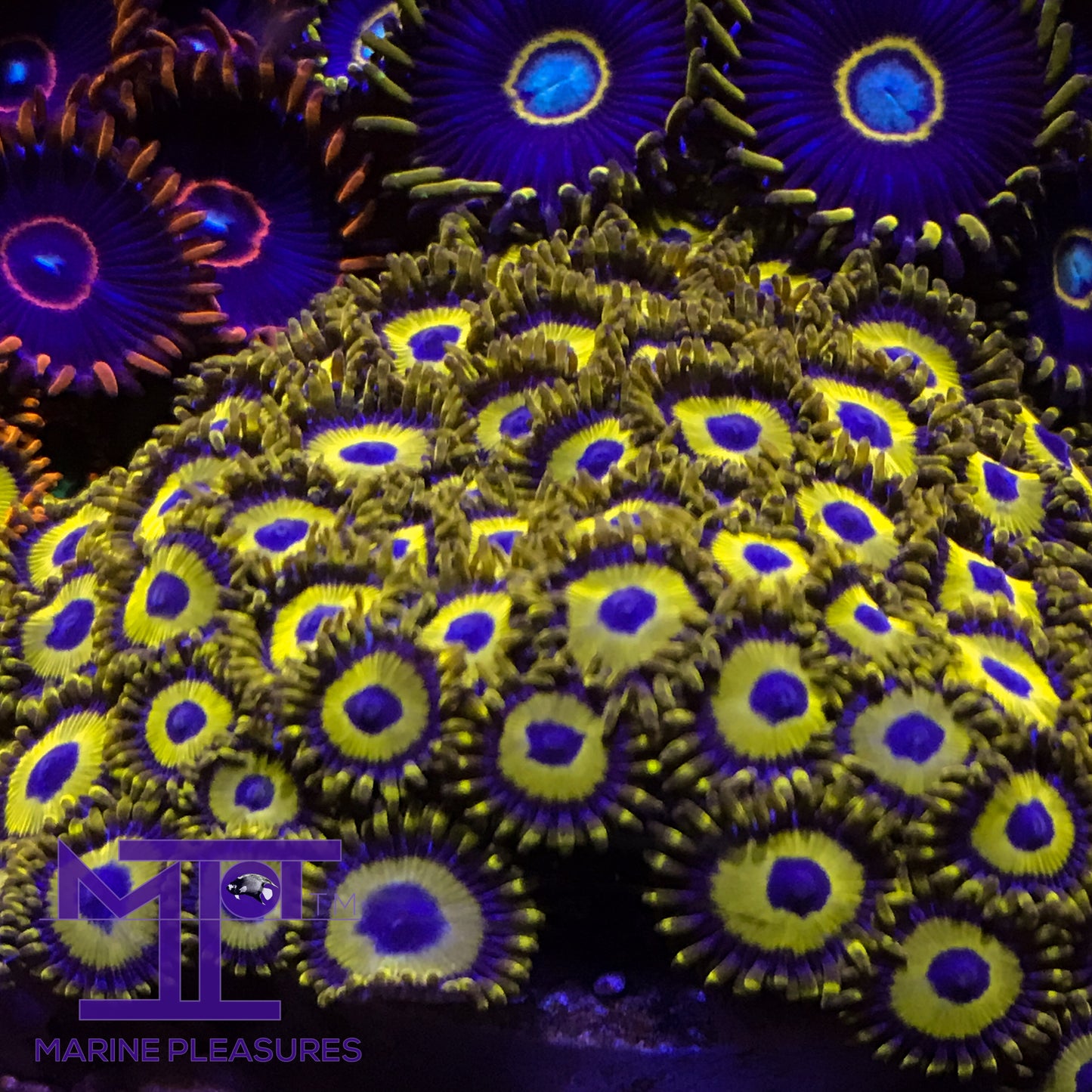 Yellow/Purple Hornets Zoanthids - (Colony)