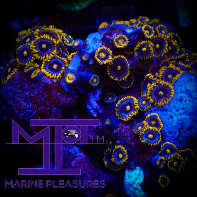 Blueberry Pie Zoanthids - (1-2 Polyps)