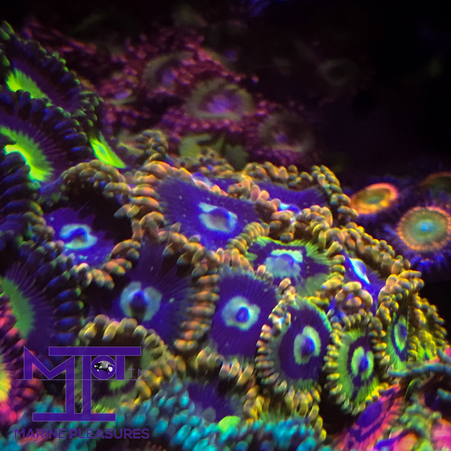 Rainbow Yoda Zoanthids - (1 Polyp)
