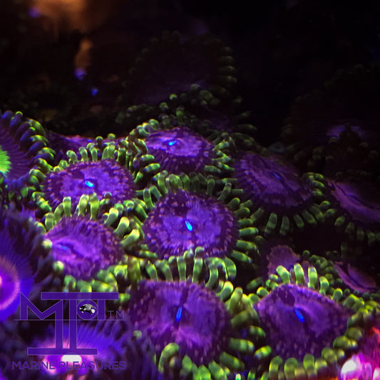 WWC Purple Monster Zoanthids - (1 Polyp)