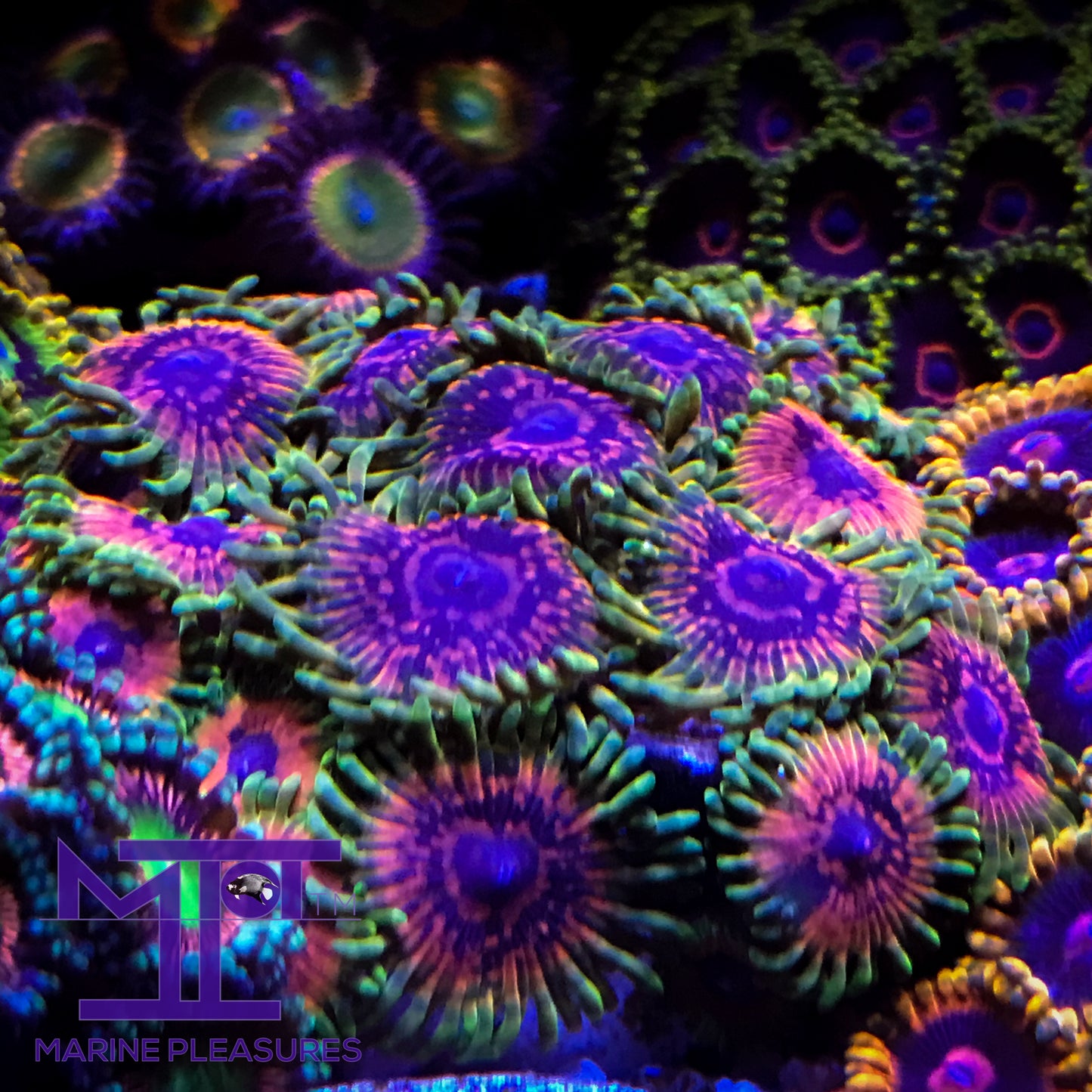 SBB Hallucination Zoanthids - (1 Polyp)