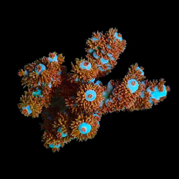 SPS Corals