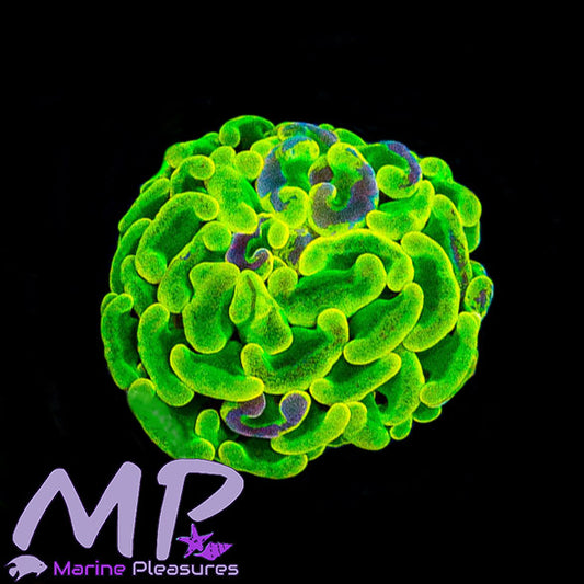 Aussie HG Ultra Splatter Branching Hammer Coral