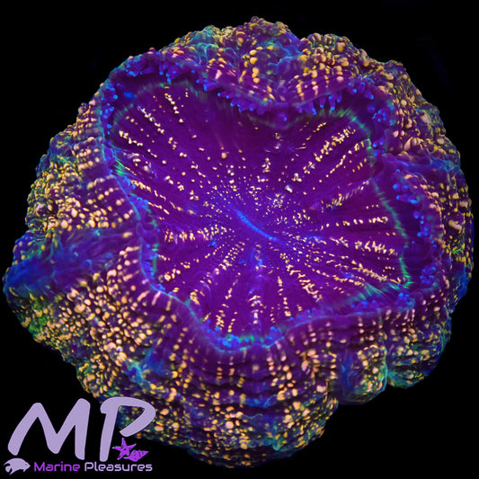 2.5" Nano Gold Ultra Acanthophyllia Coral