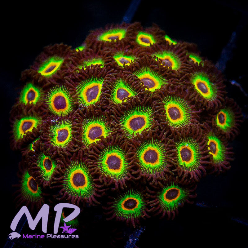 Bob Marley's Zoanthids - (Mini Colony)